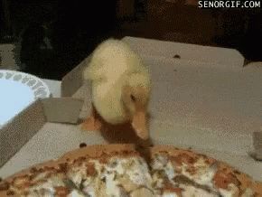 Duck 6
