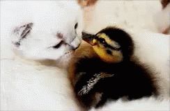 Duck 6