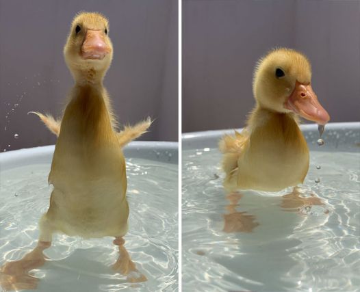 Duck 1