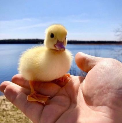 Duck 2