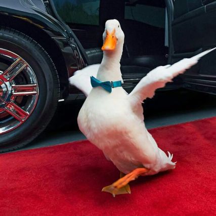 Duck 8