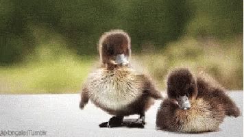 Duck 5