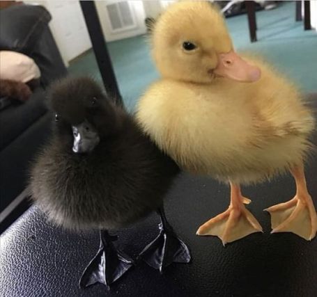 Duck 7