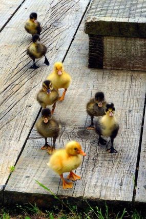 Duck 5