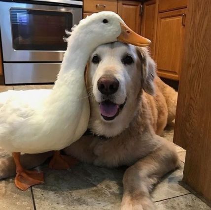 Duck 1