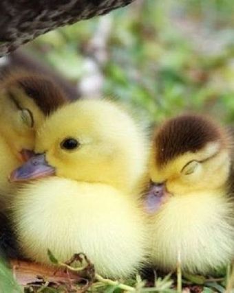 Duck 5