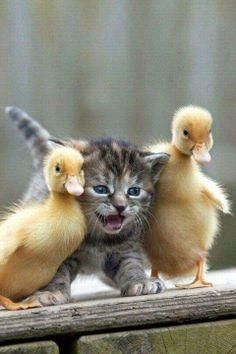 Duck 6