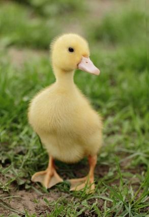 Duck 4