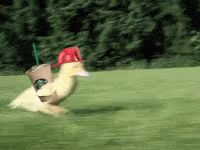Duck 7