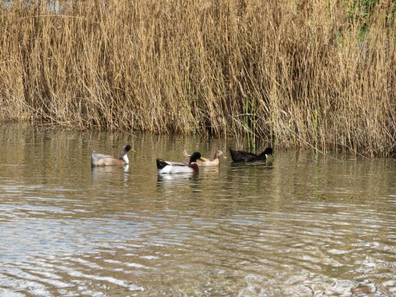 Duck 1