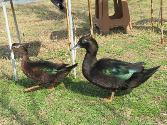 Duck 3