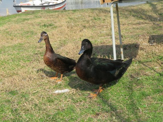 Duck 4