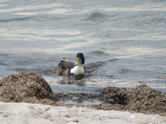 Duck 1