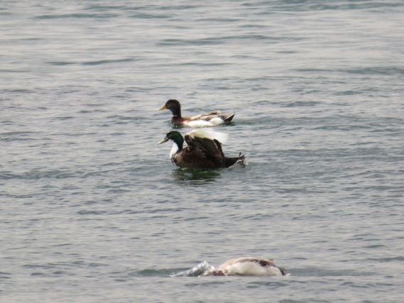 Duck 8