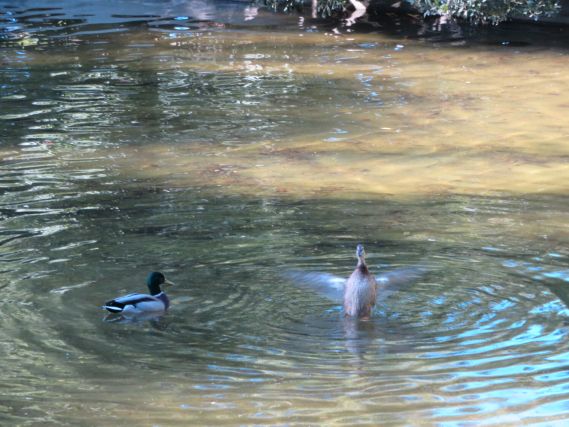 Duck 1