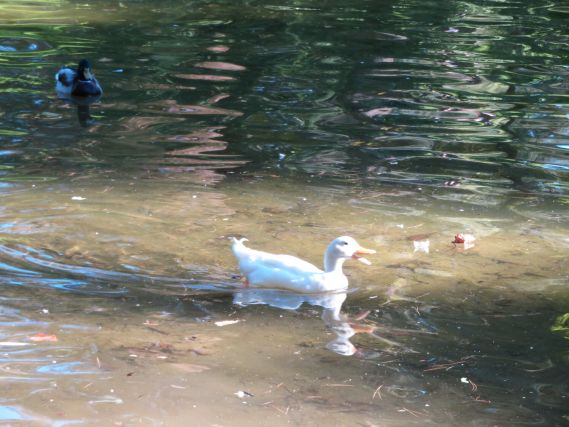 Duck 3