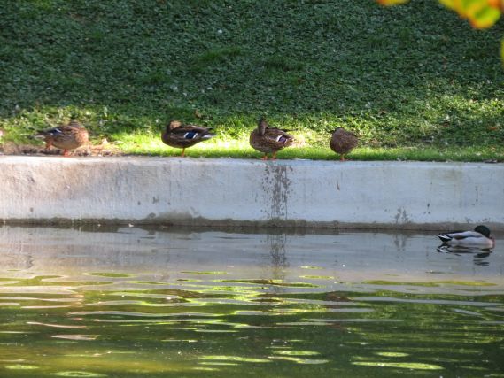 Duck 3