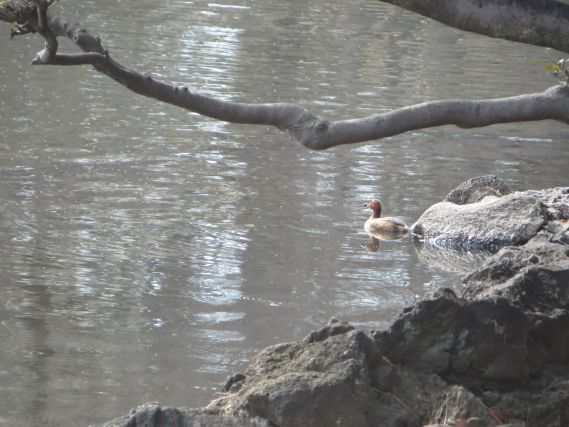 Duck 3