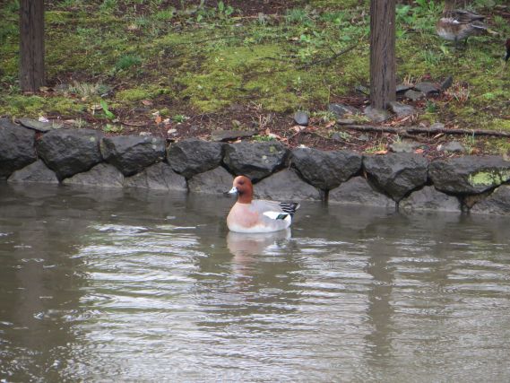 Duck 2