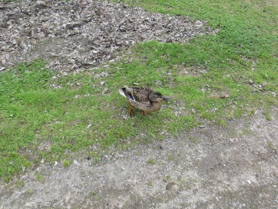 Duck 2
