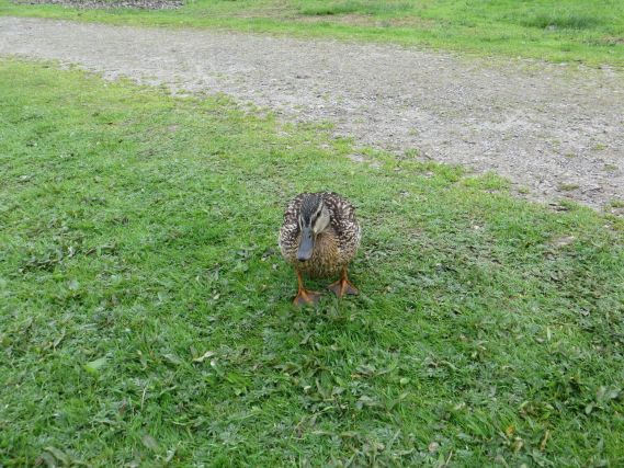 Duck 7