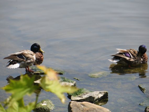 Duck 1