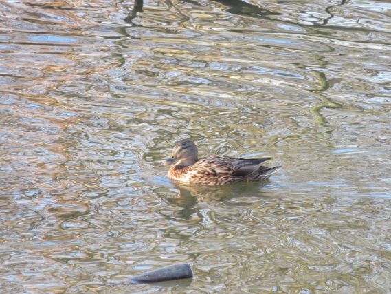 Duck 5