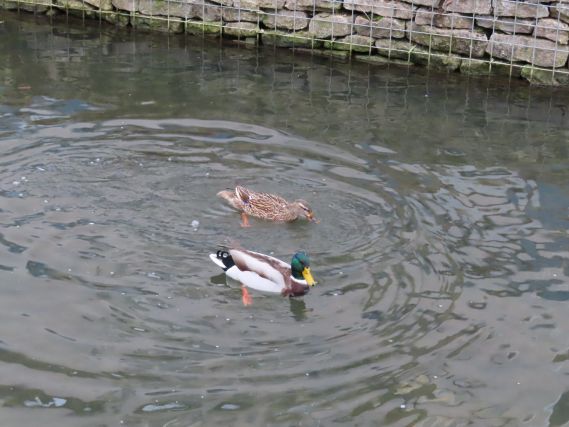 Duck 5
