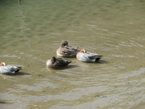 Duck 8