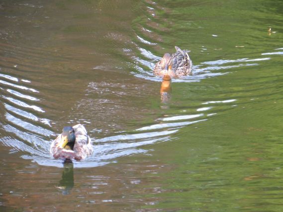 Duck 8