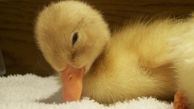 Duck 7