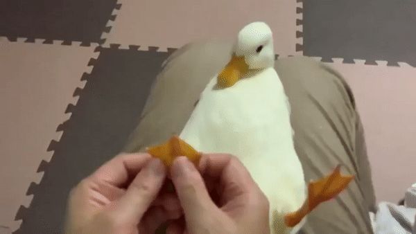 Duck 4