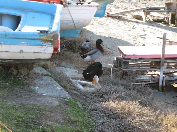 Duck 6