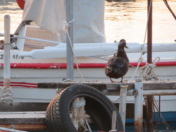 Duck 3
