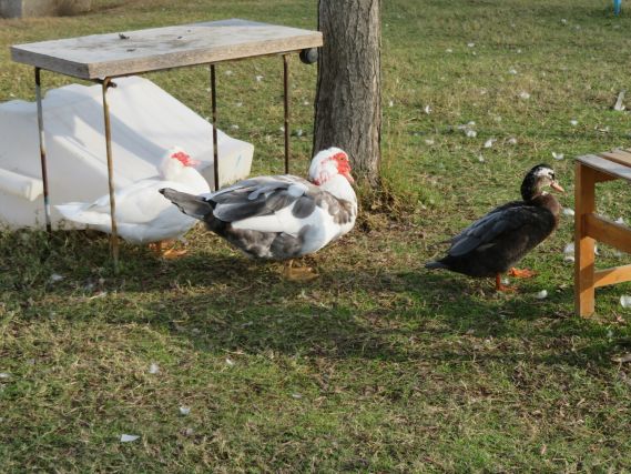 Duck 7