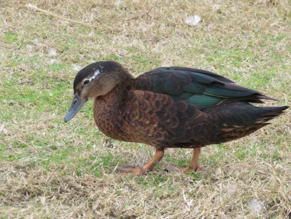 Duck 8