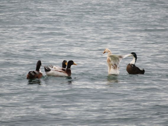 Duck 2