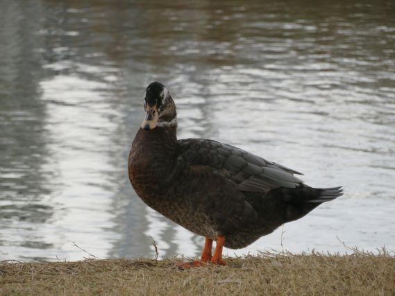 Duck 4