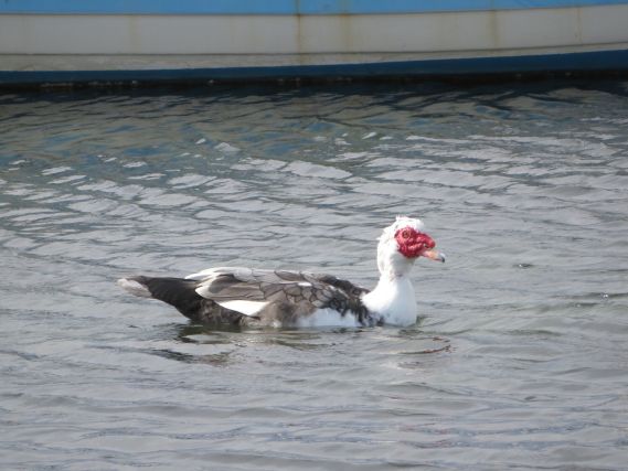 Duck 2