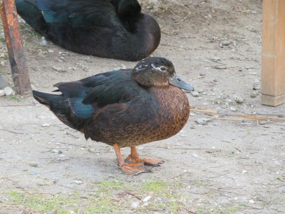 Duck 6