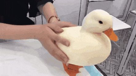 Duck 2