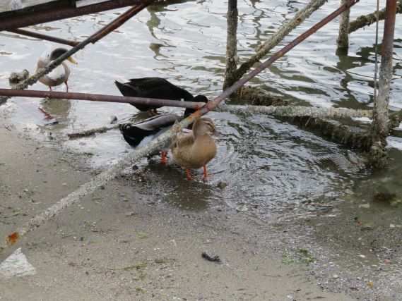 Duck 7