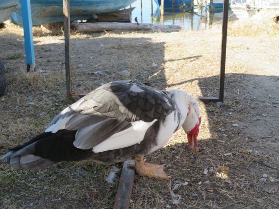 Duck 4