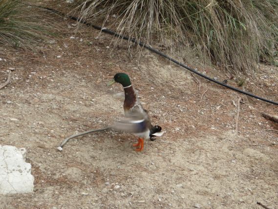 Duck 8