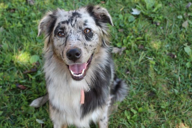 Dog 2
