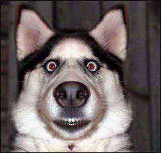 Dog 4
