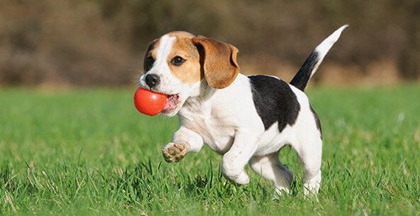 Dog 4