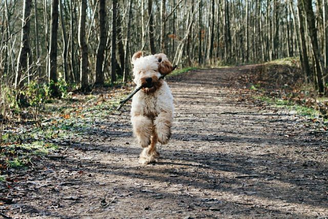 Dog 6