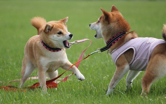 Dog 2