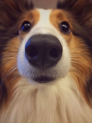 Dog 7